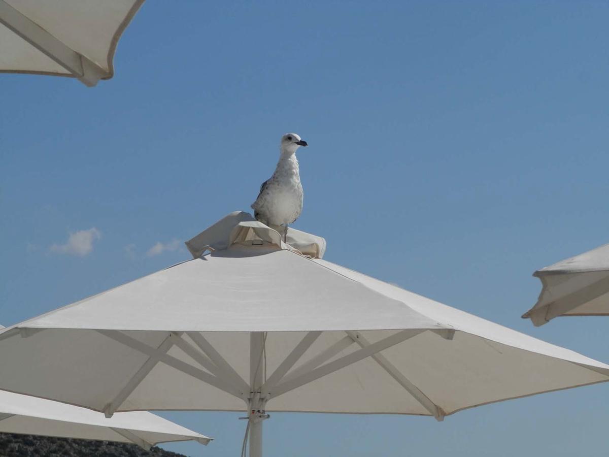 וארקיזה Stefanakis Hotel & Apartments מראה חיצוני תמונה